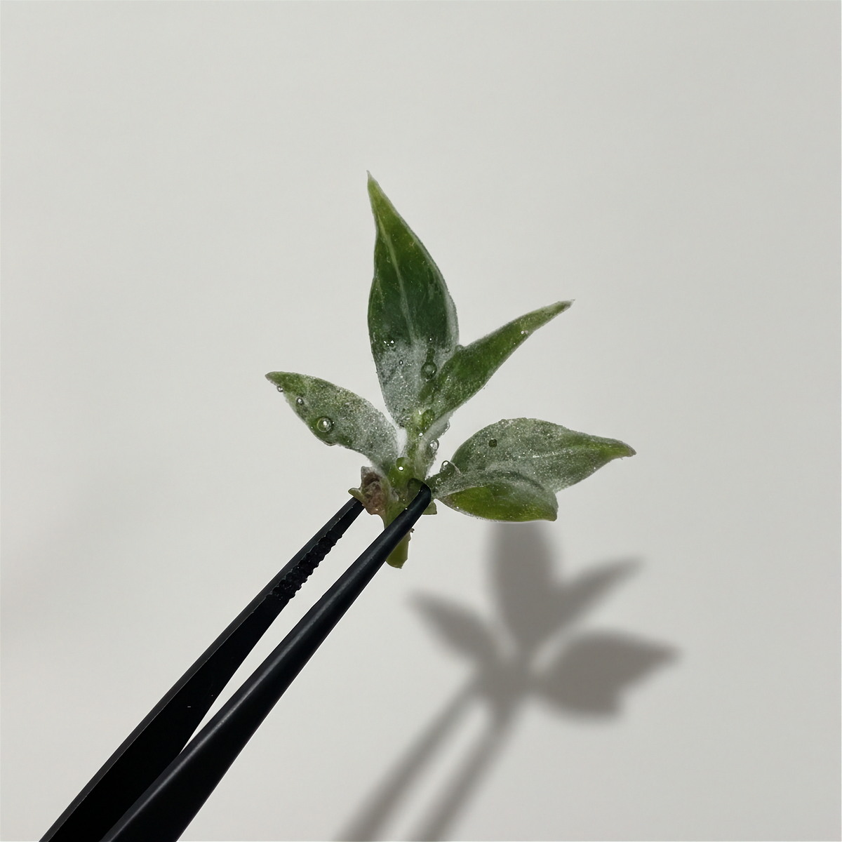 Philodendron White Princess