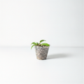 Philodendron Joepii