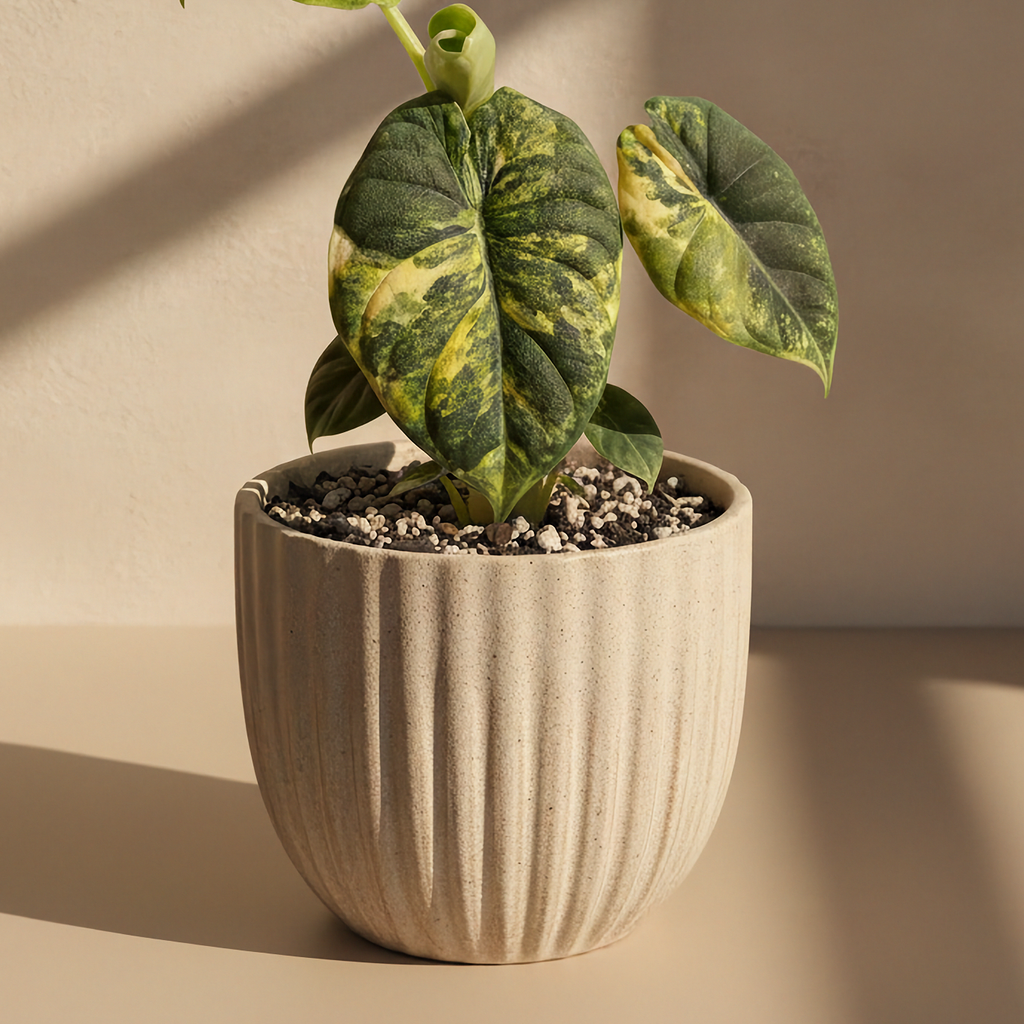 Alocasia Melo Aurea Variegated