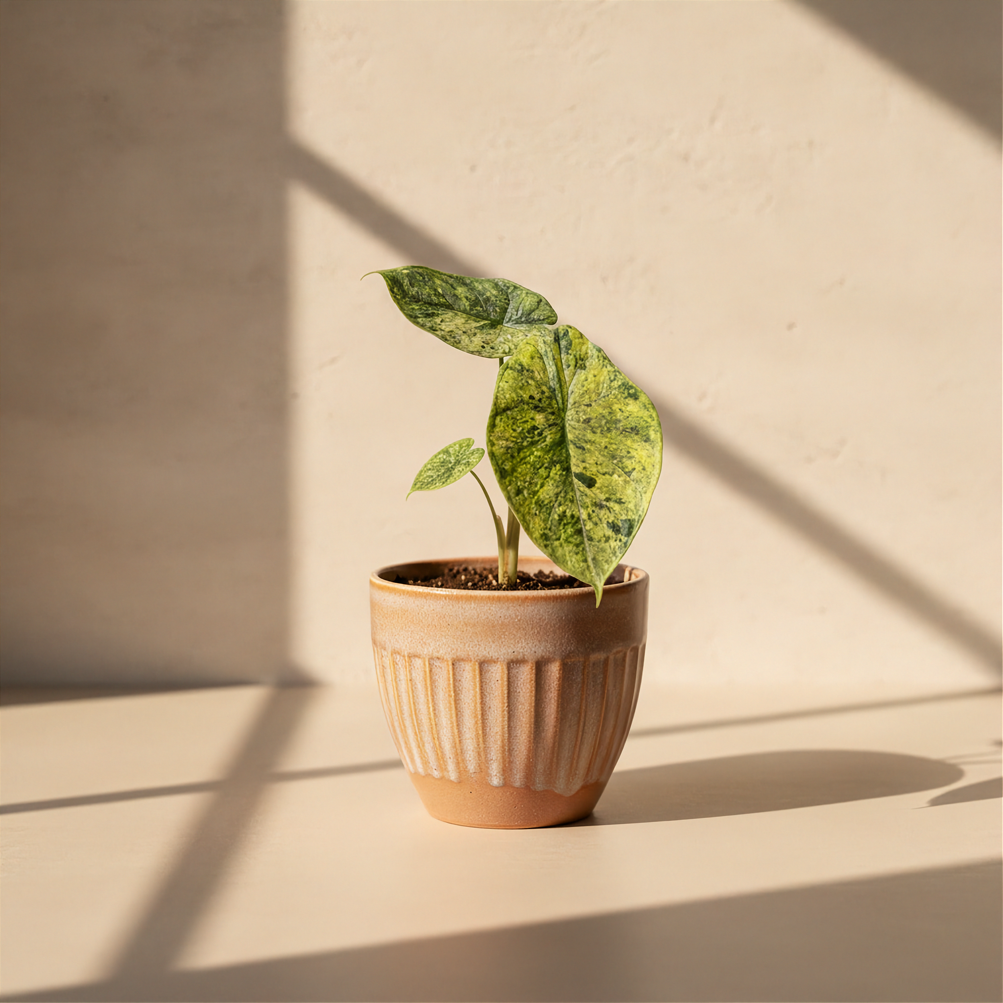 Alocasia Dragon Scale Mint Variegated