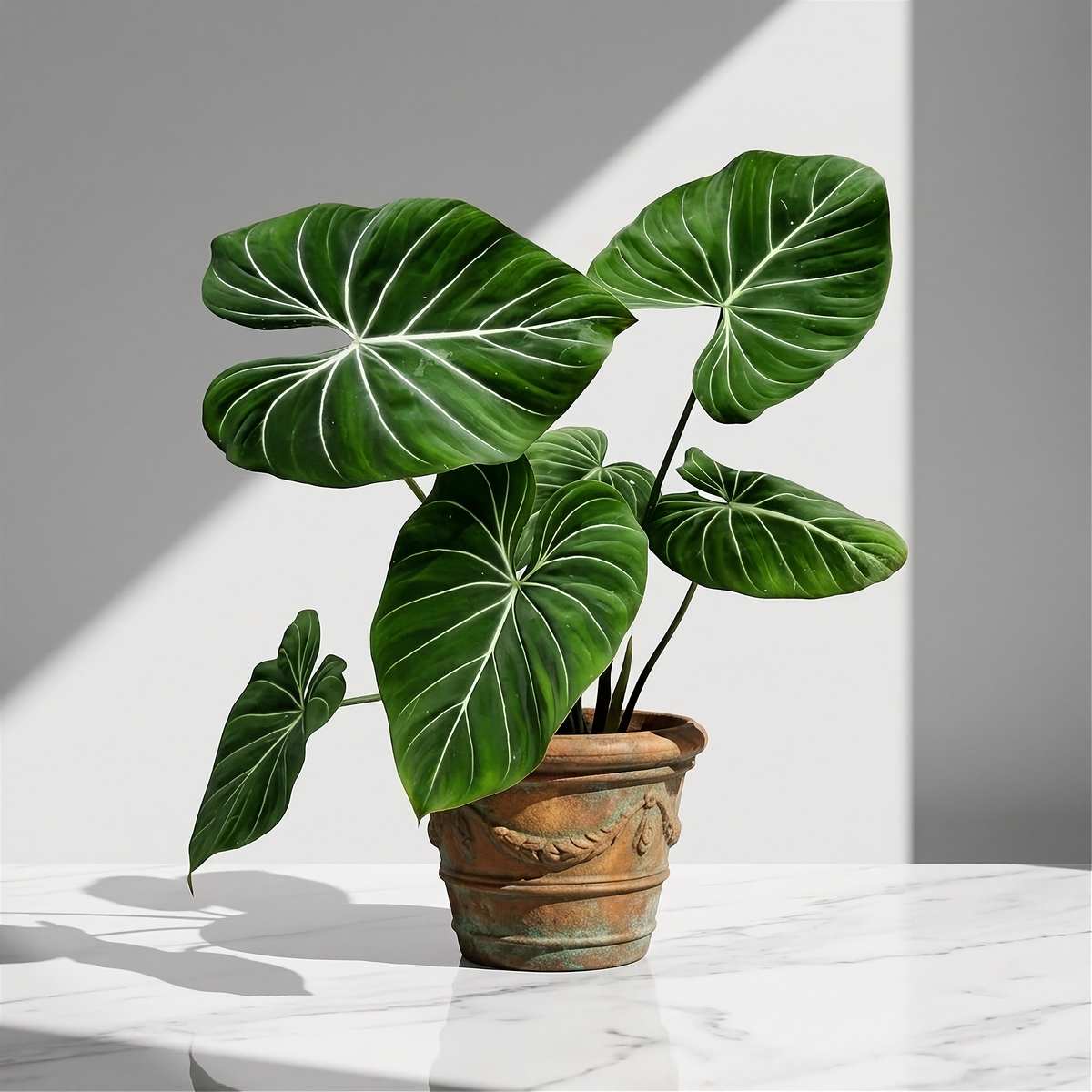 Philodendron Gloriosum Dark Form