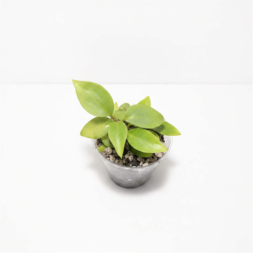 Philodendron Patriciae