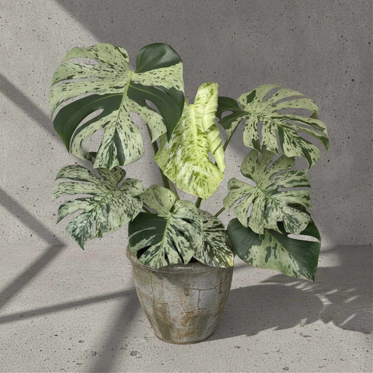 Monstera Bulbasaur