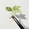 Philodendron Giganteum Blizzard
