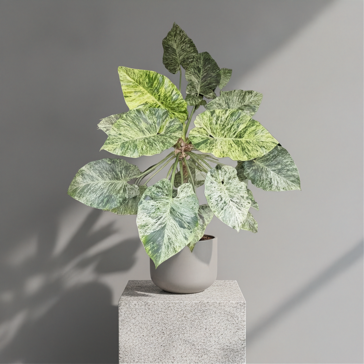Philodendron Giganteum Blizzard