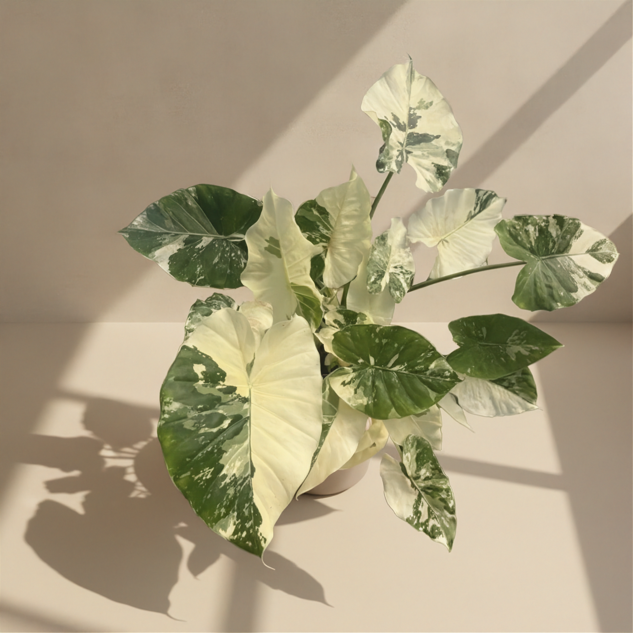 Alocasia Calidora Albo Variegated