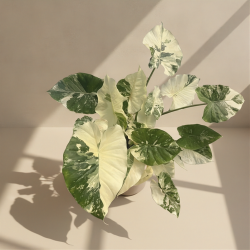 Alocasia Calidora Albo Variegated