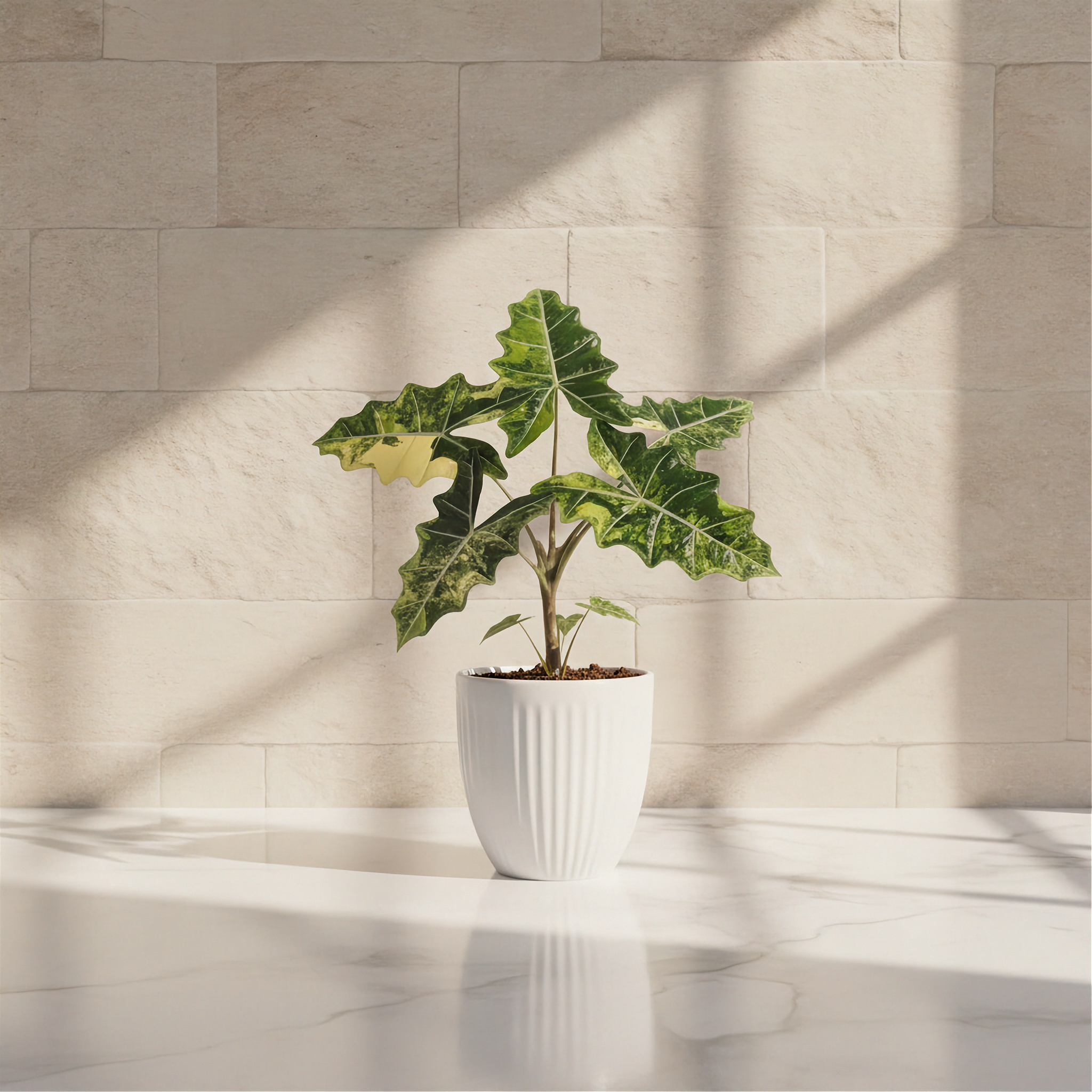 Alocasia Sarian Aurea Variegated