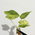 Alocasia Sarian Aurea Variegated