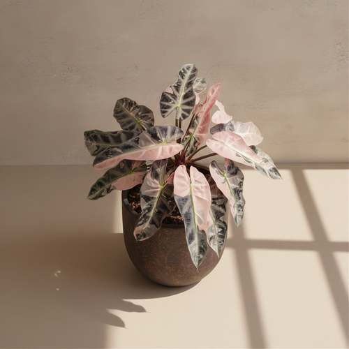 Alocasia Bambino Pink Variegated