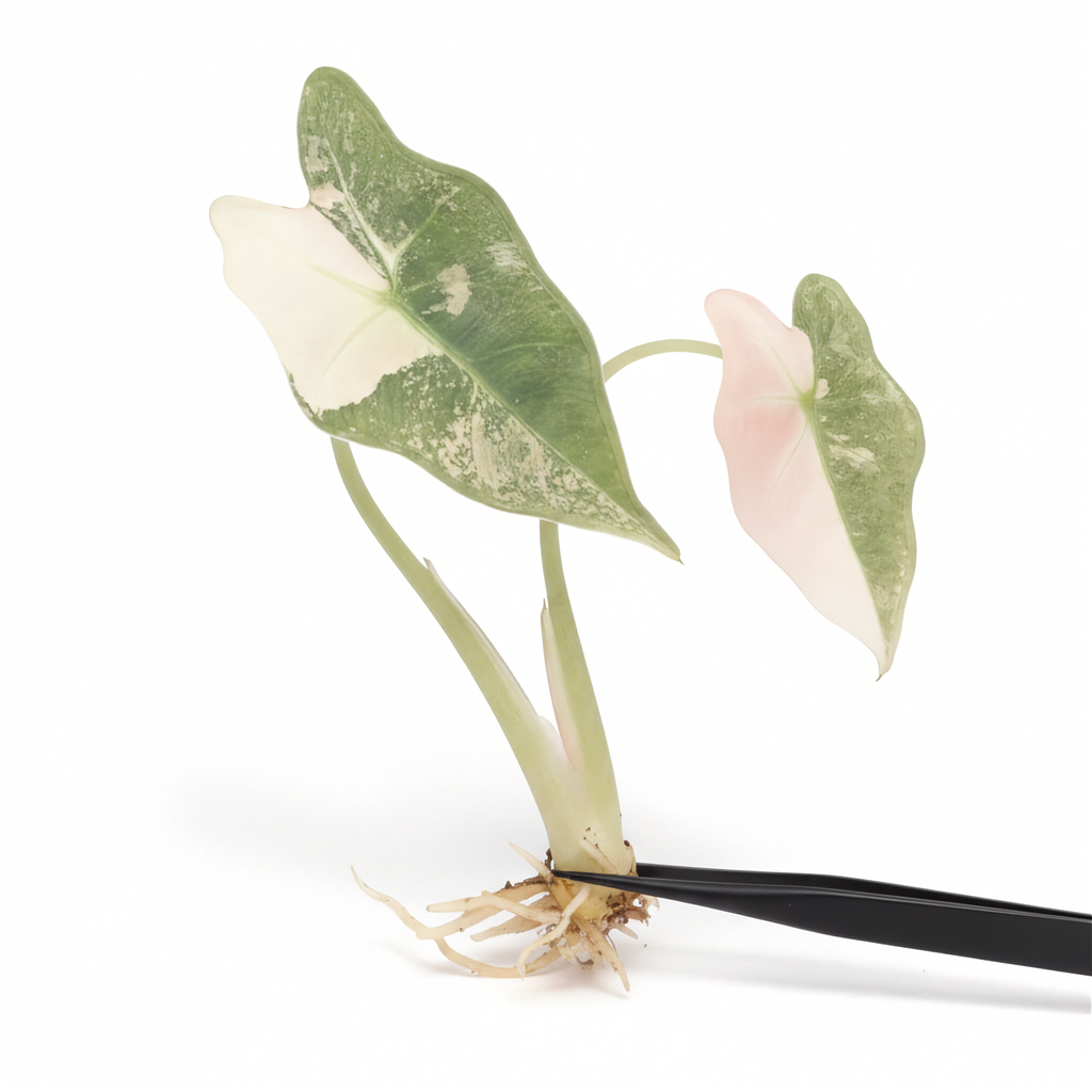 Alocasia Nobilis Pink Variegated K Version