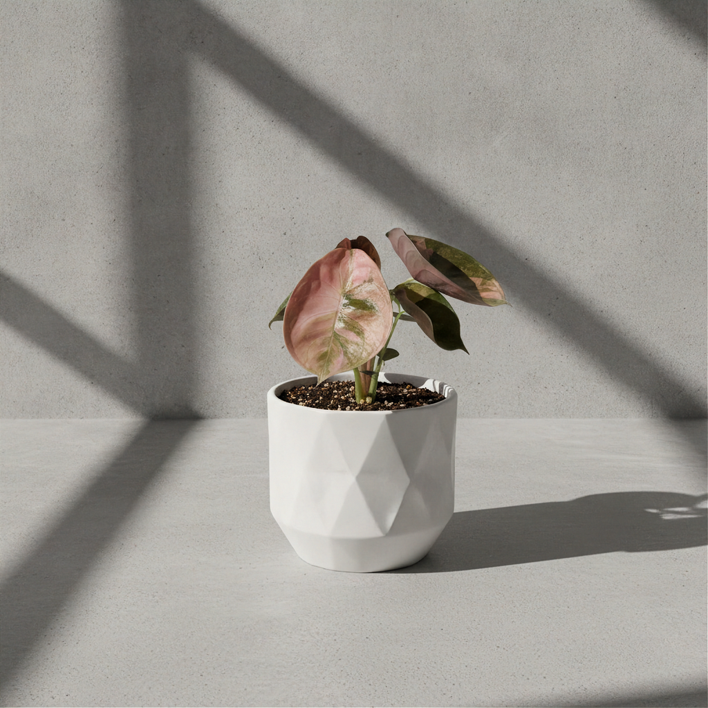 Alocasia Cuprea Red Secret Mint Variegated