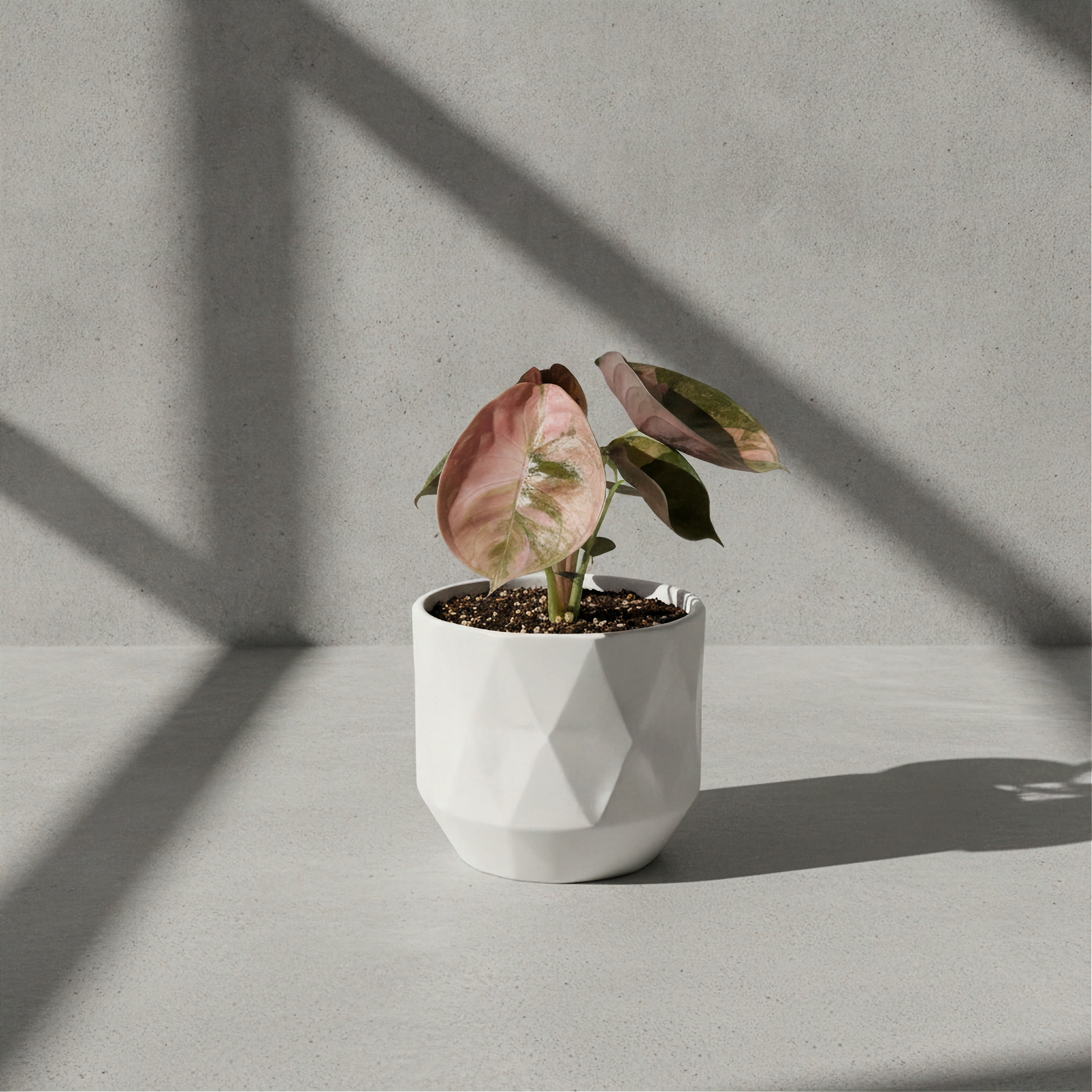 Alocasia Cuprea Red Secret Mint Variegated