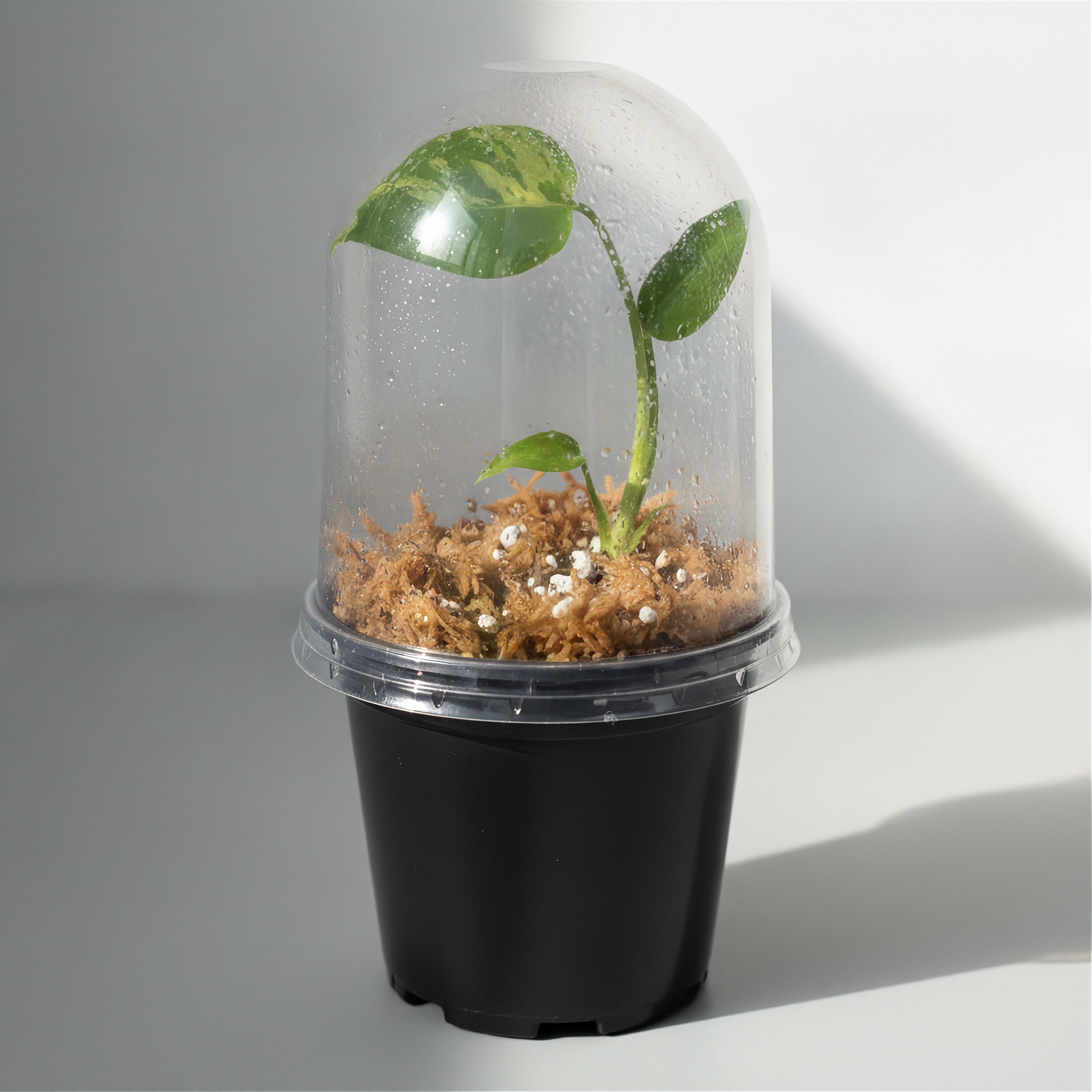 Acclimation Service (Add-On)