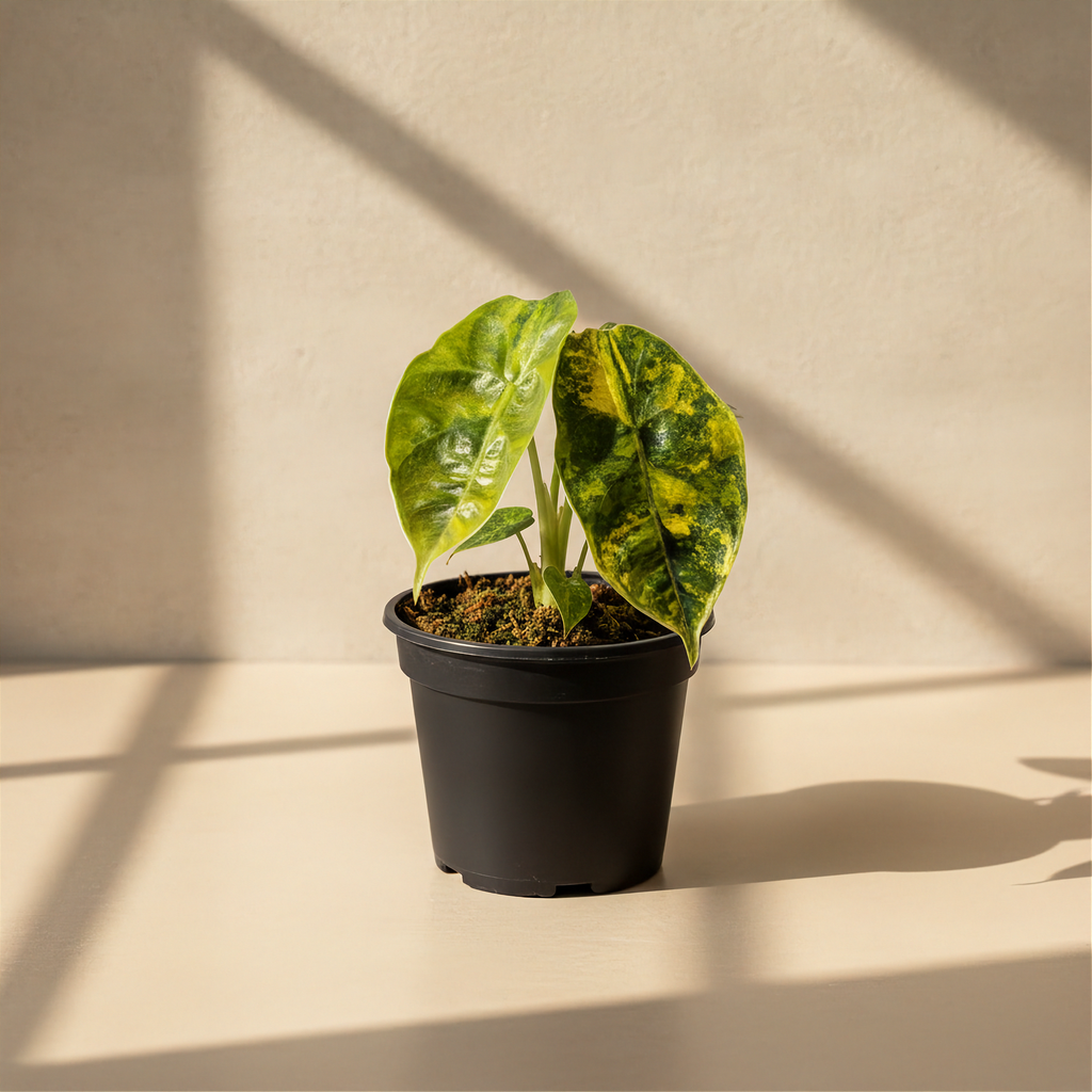 Alocasia Azlanii Aurea Variegated