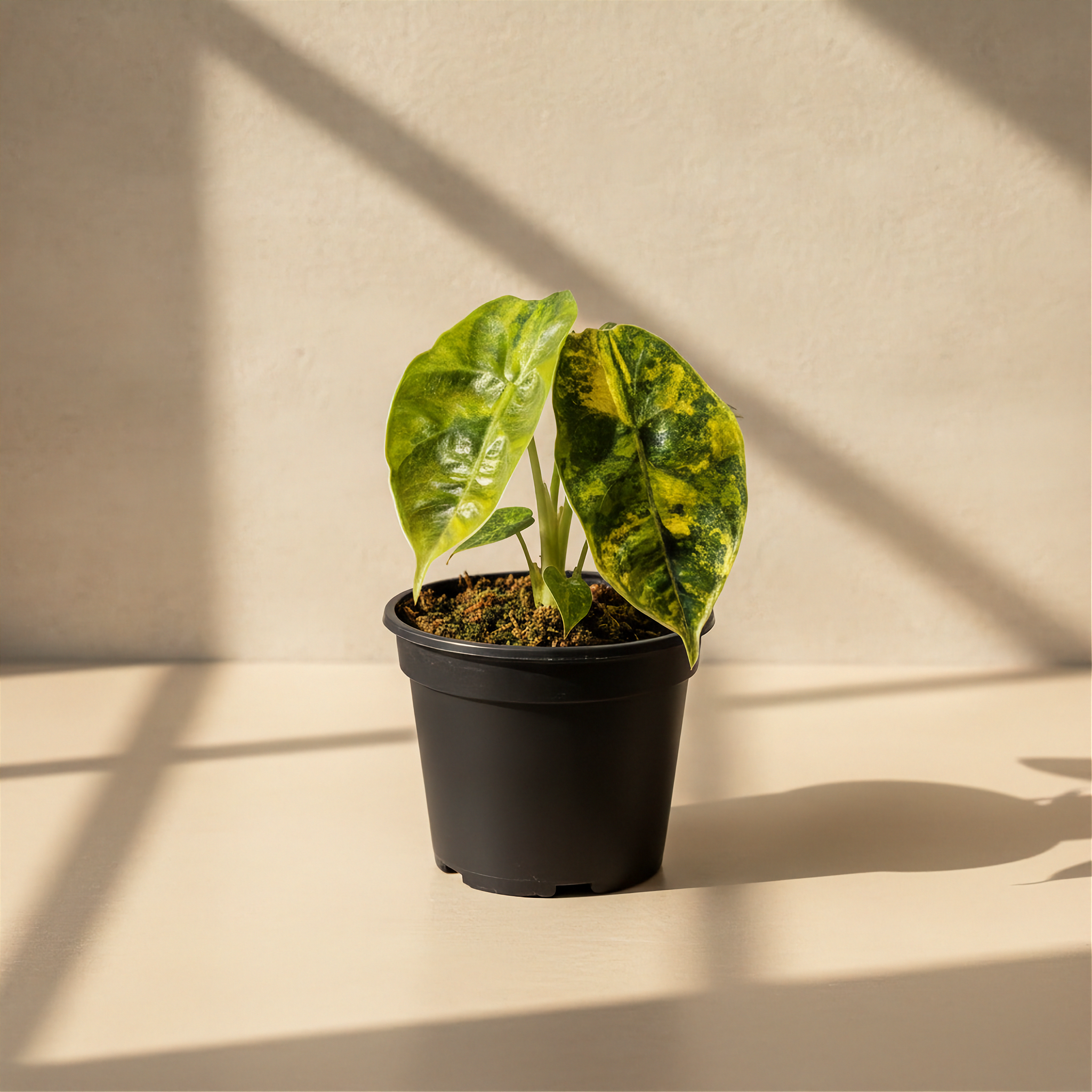 Alocasia Azlanii Aurea Variegated