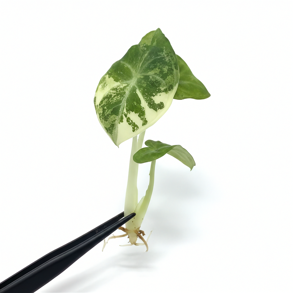 Alocasia Ninja Albo Variegated