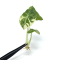 Alocasia Ninja Albo Variegated