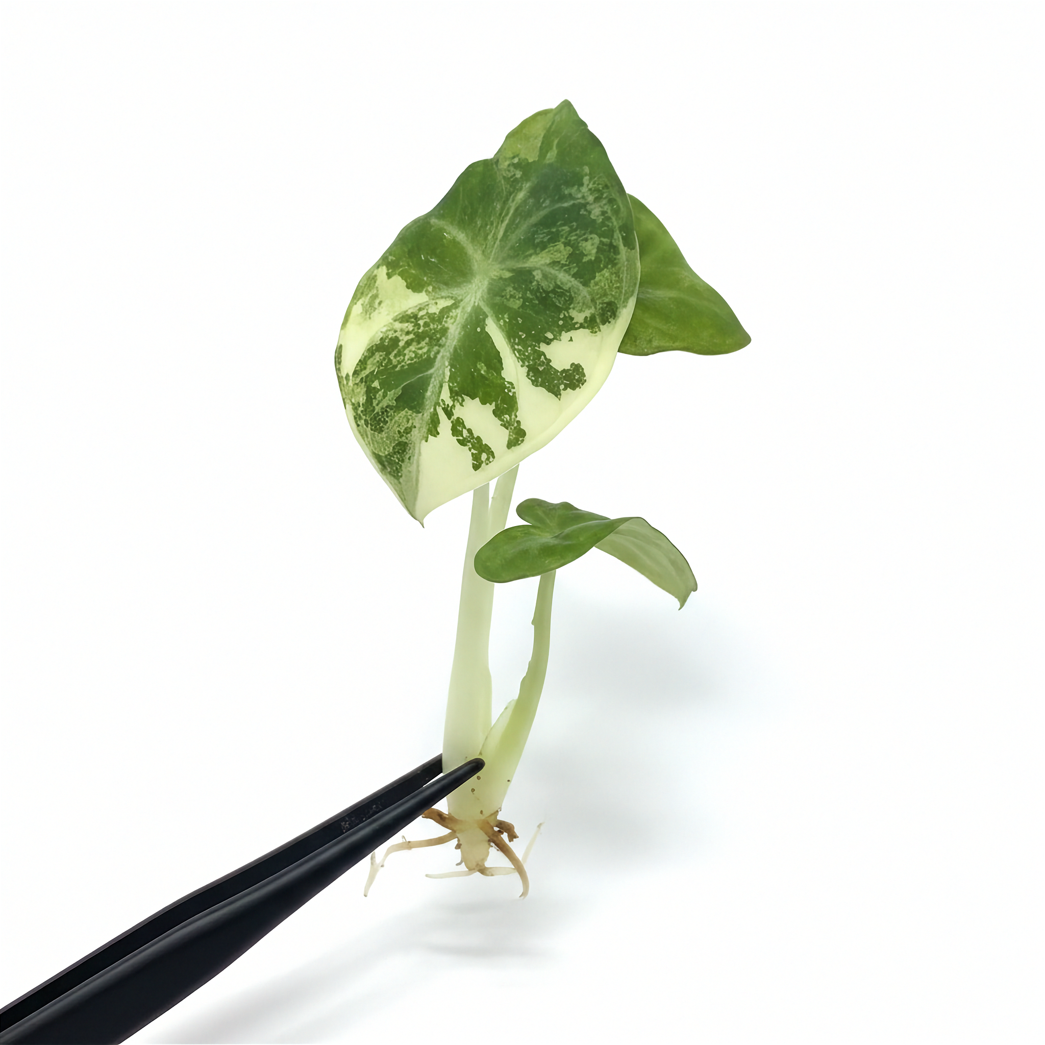 Alocasia Ninja Albo Variegated