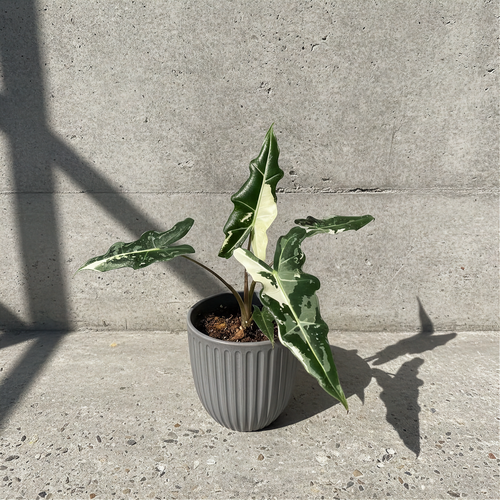 Alocasia Sarian Albo Variegated