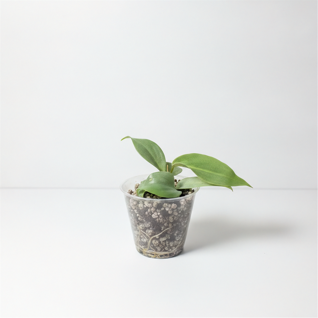 Philodendron Gloriosum Pink Back