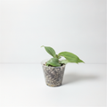 Philodendron Gloriosum Pink Back