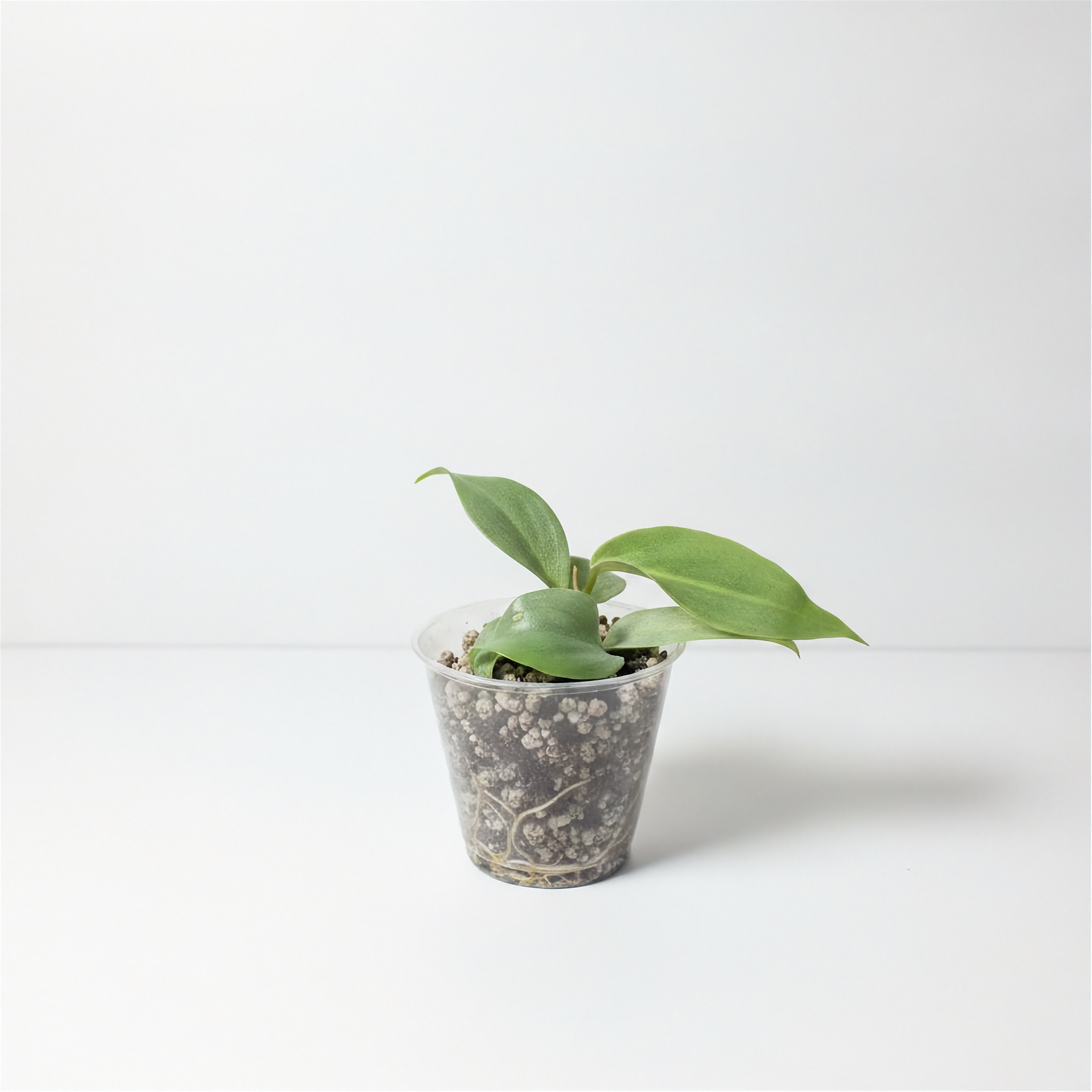 Philodendron Gloriosum Pink Back