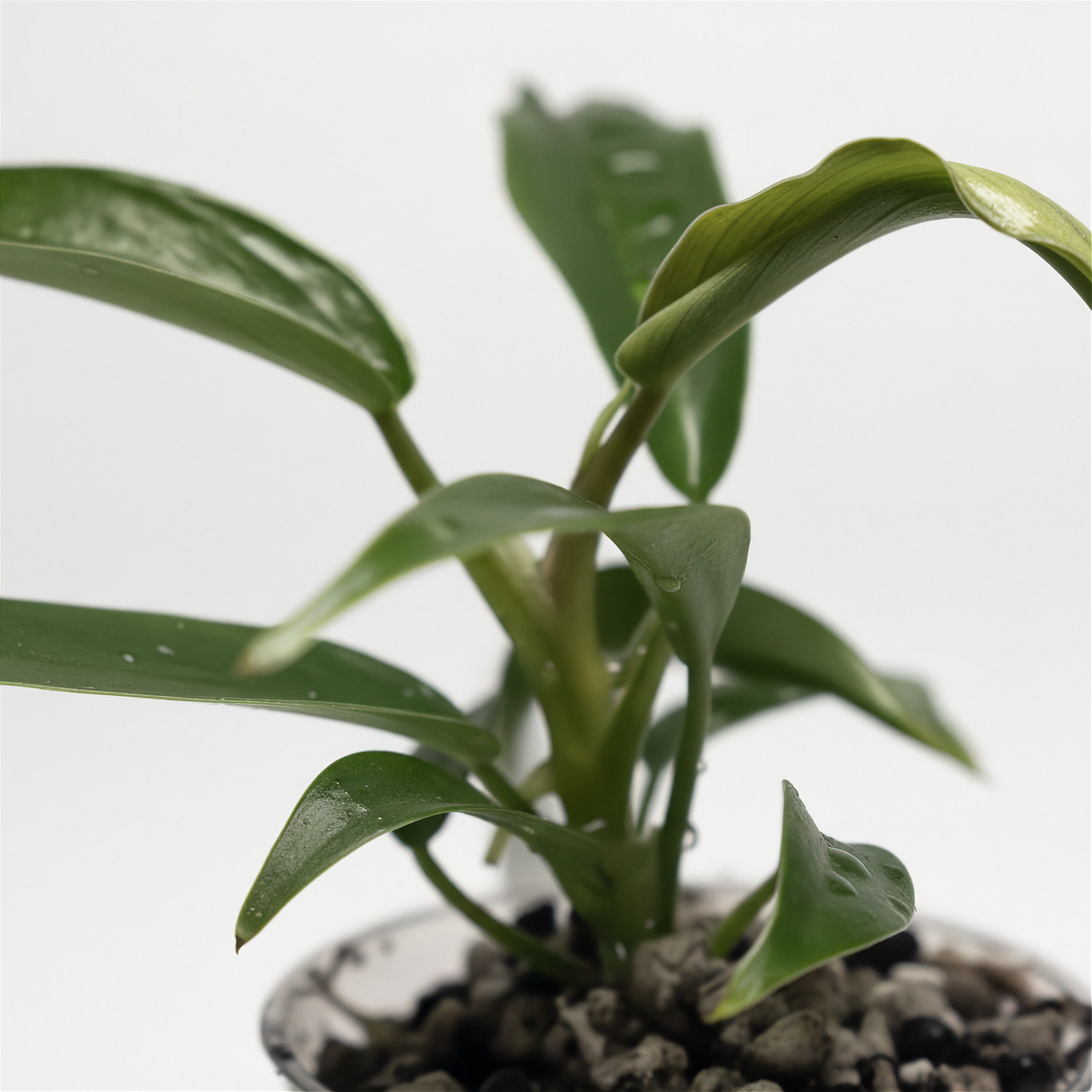 Philodendron Florida Beauty x Tortum
