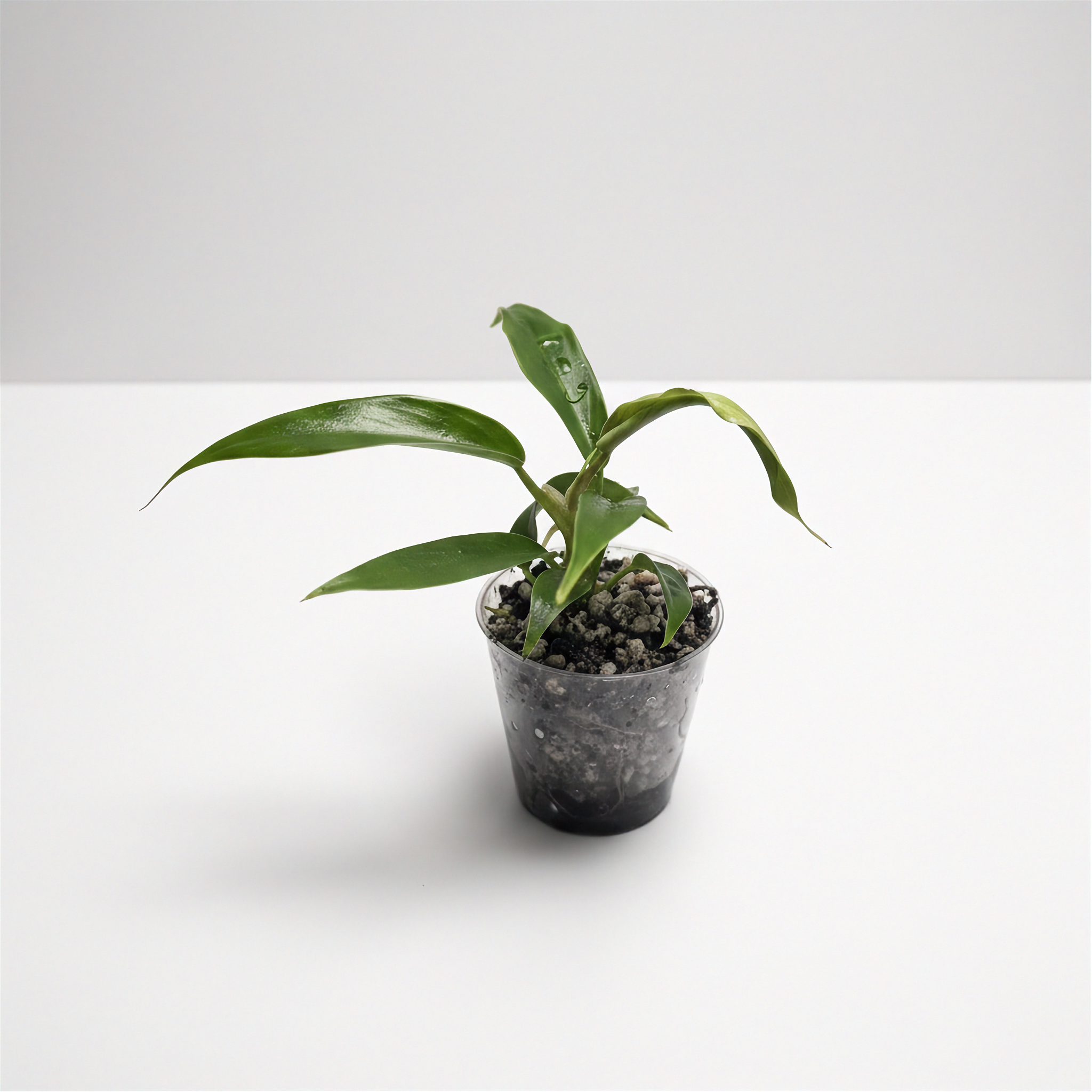 Philodendron Florida Beauty x Tortum