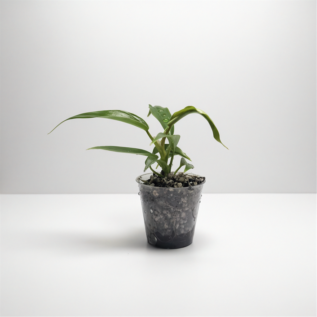 Philodendron Florida Beauty x Tortum