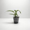 Philodendron Florida Beauty x Tortum