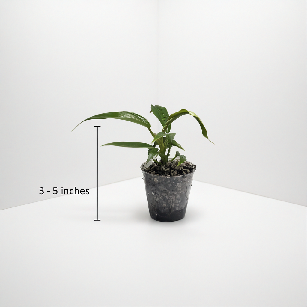 Philodendron Florida Beauty x Tortum