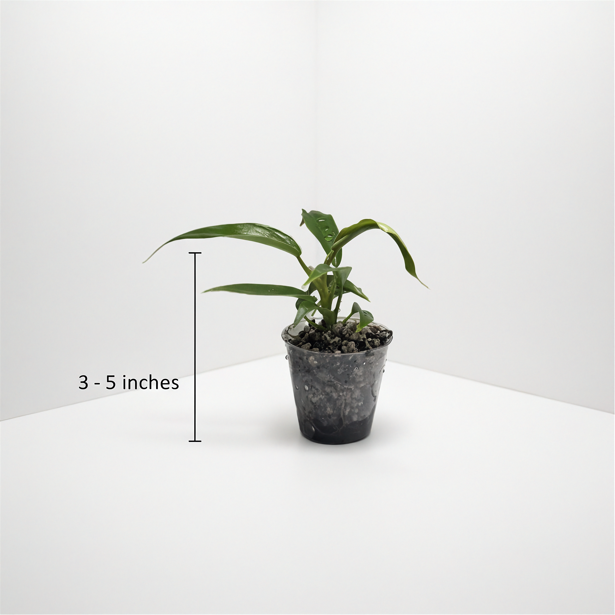 Philodendron Florida Beauty x Tortum
