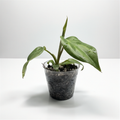 Philodendron McDowell