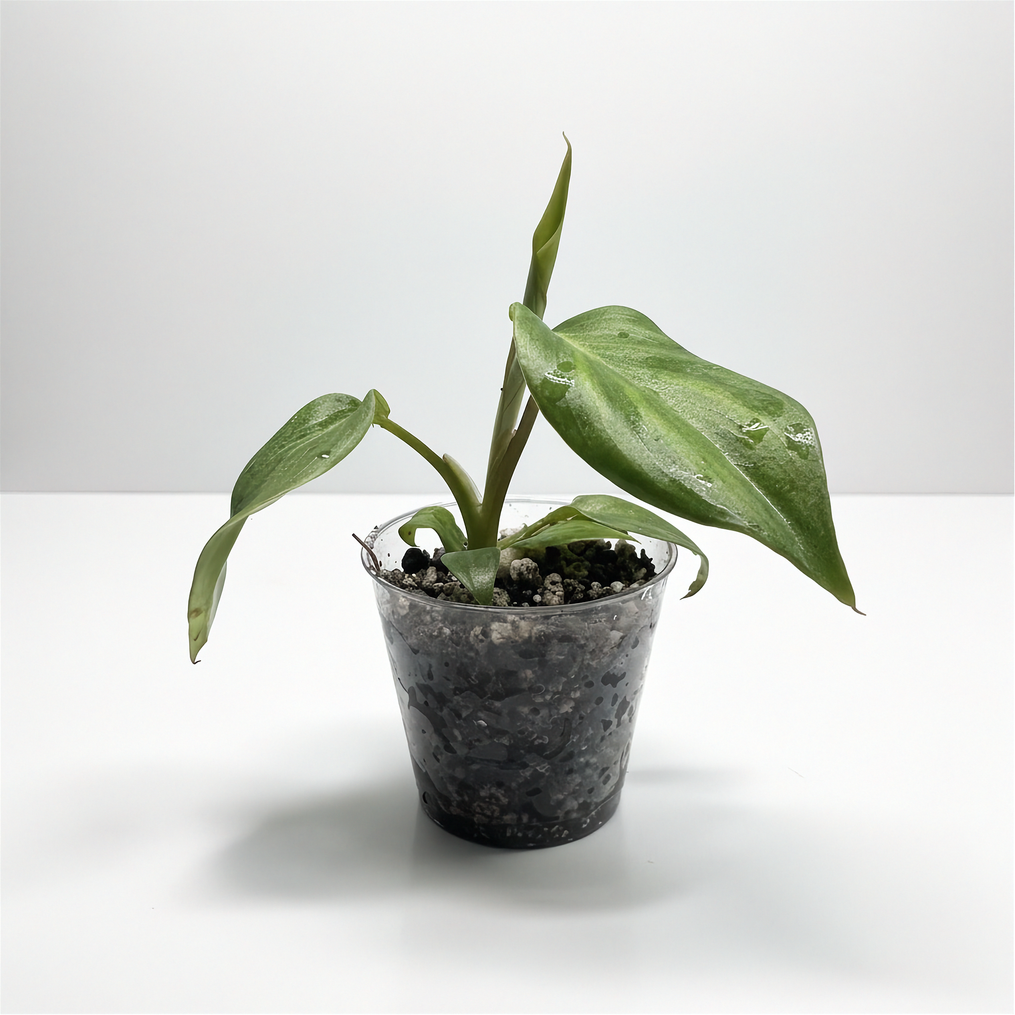 Philodendron McDowell