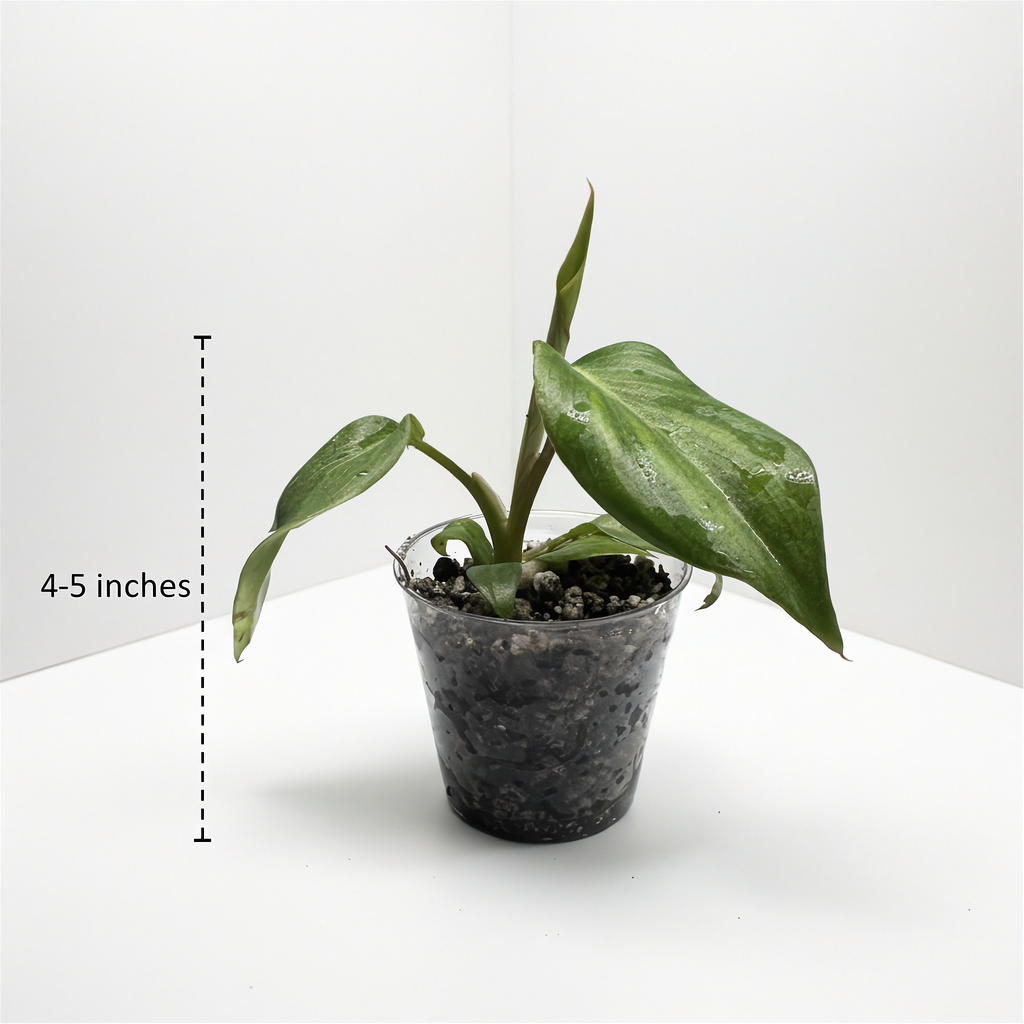 Philodendron McDowell