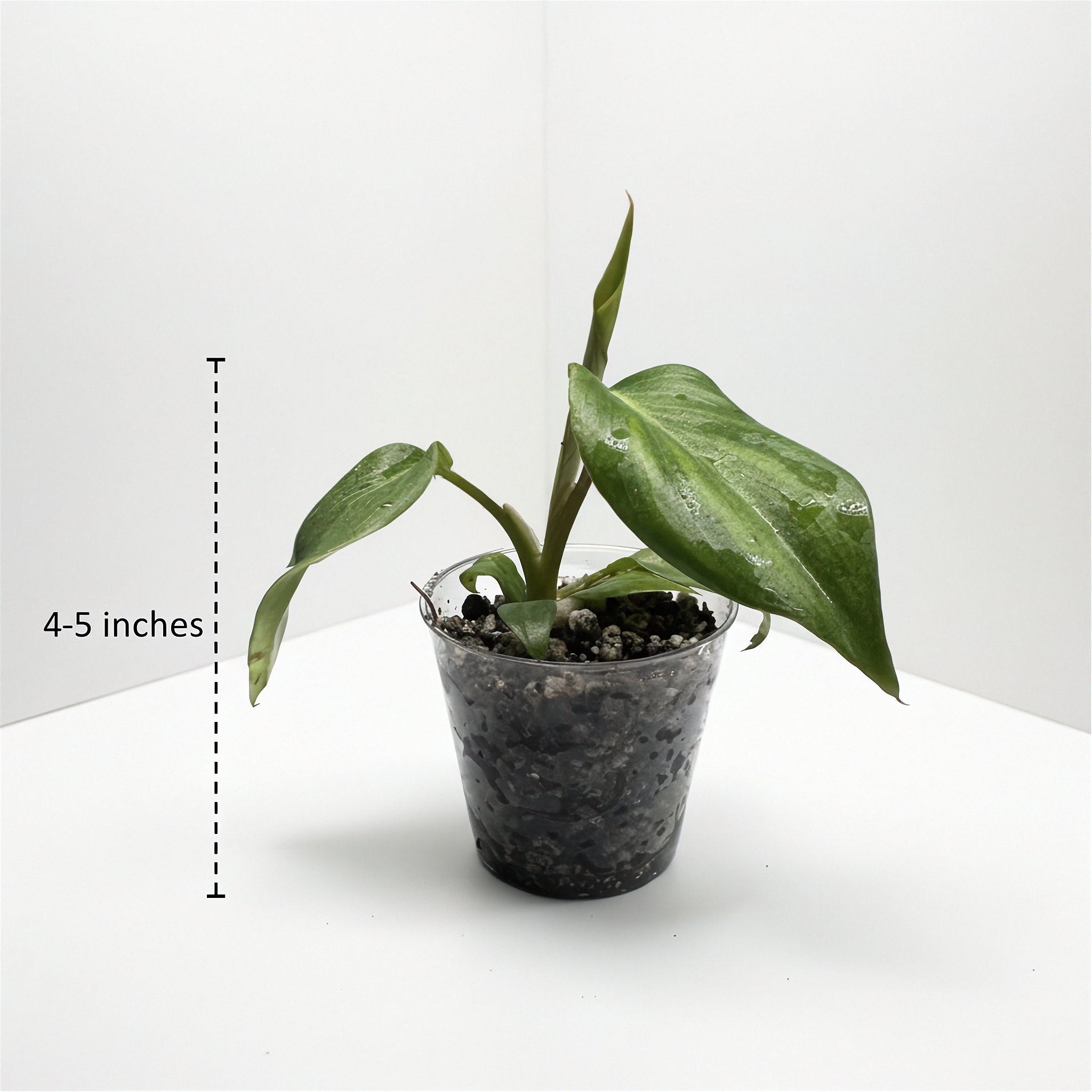 Philodendron McDowell