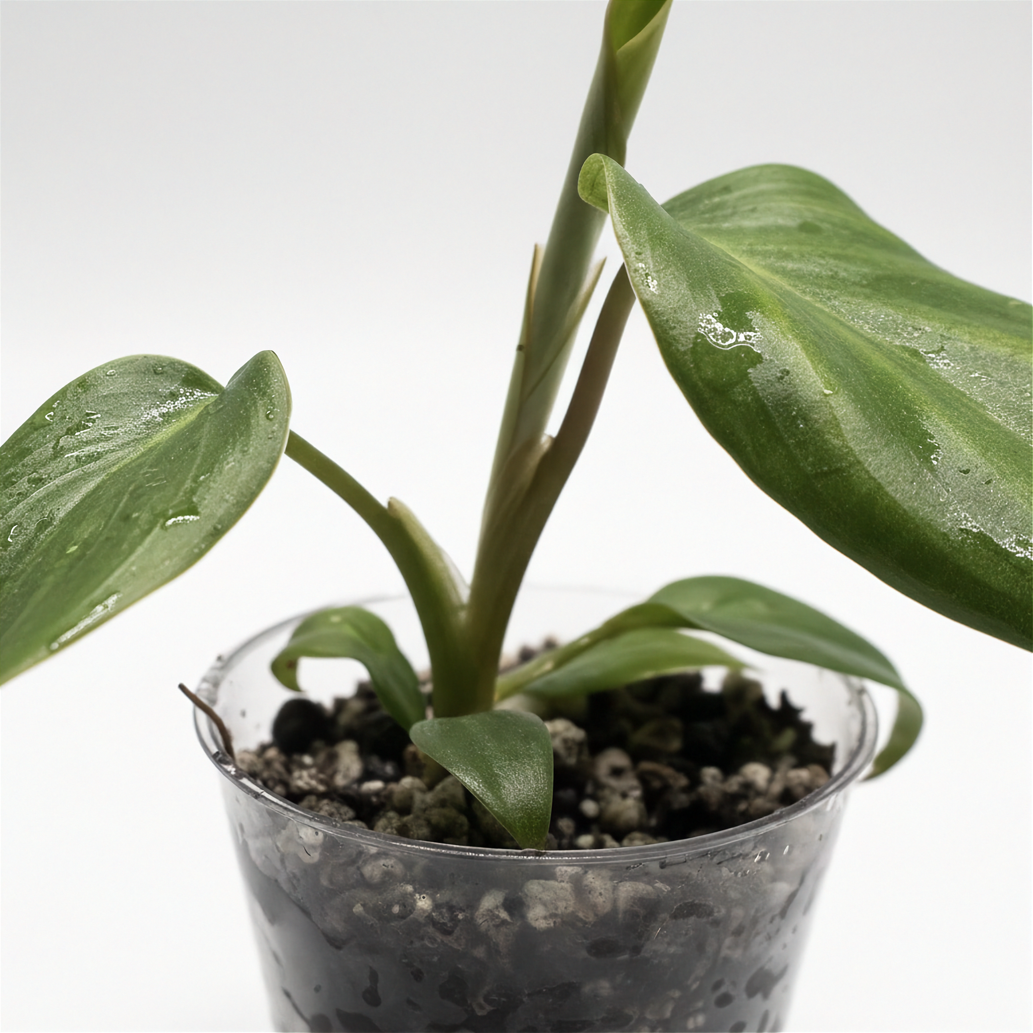 Philodendron McDowell