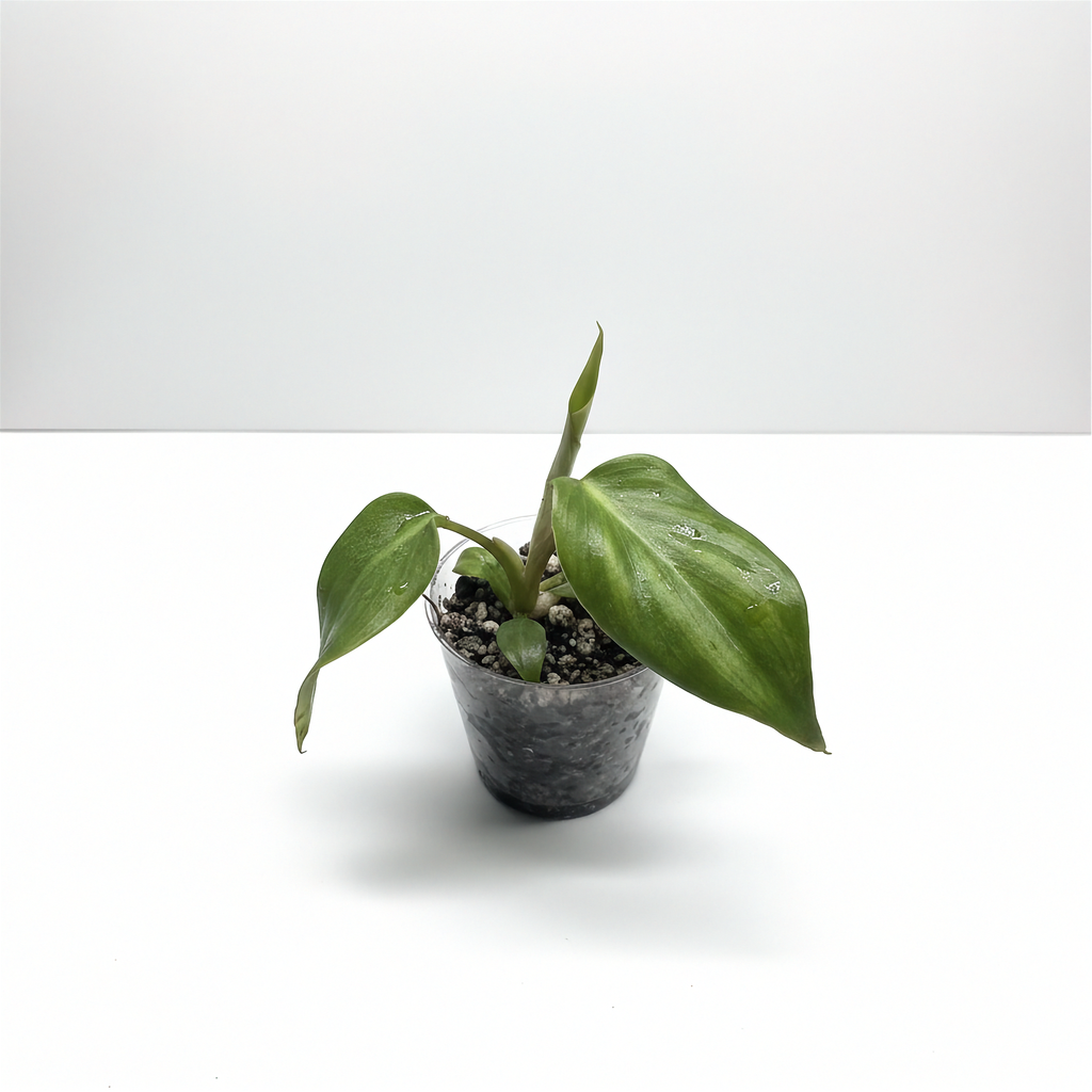 Philodendron McDowell