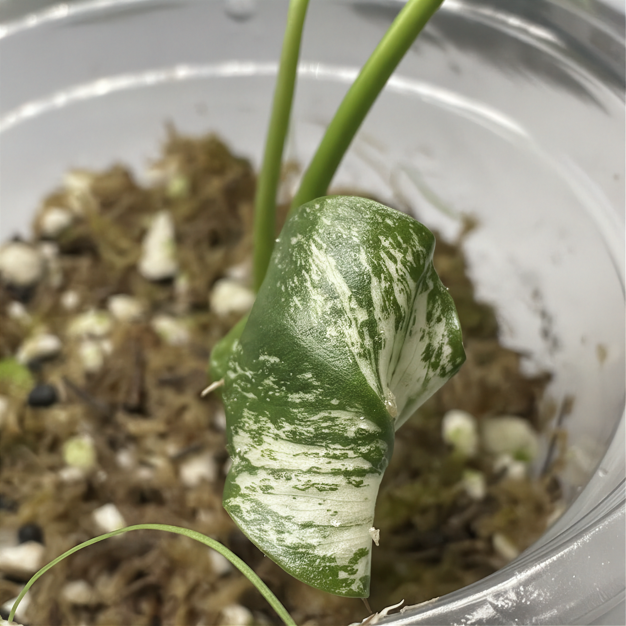 Monstera Devil Monster