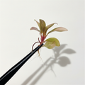 Philodendron Imperial Red Variegated (Pre-Order)