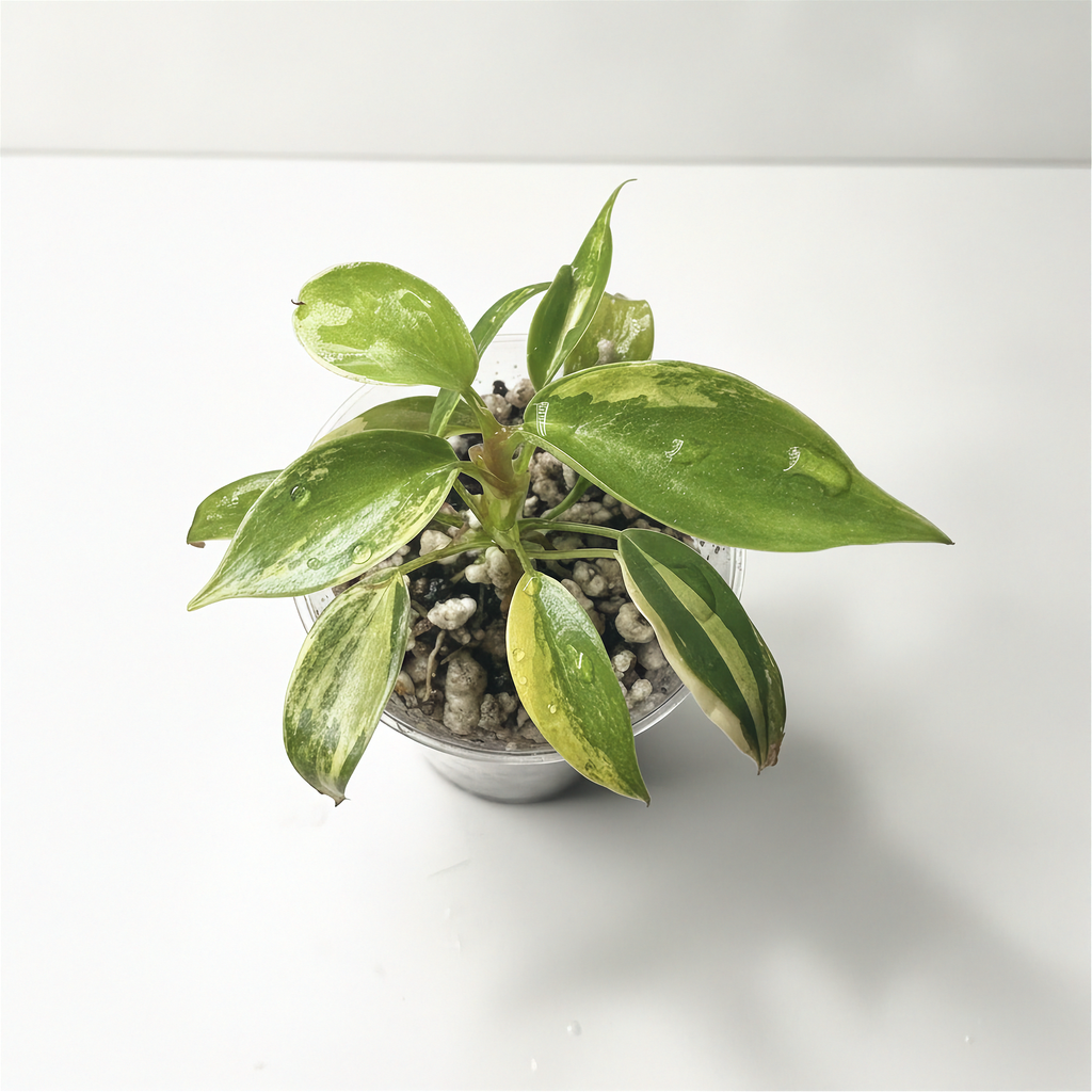 Philodendron Florida Beauty Variegated foliage
