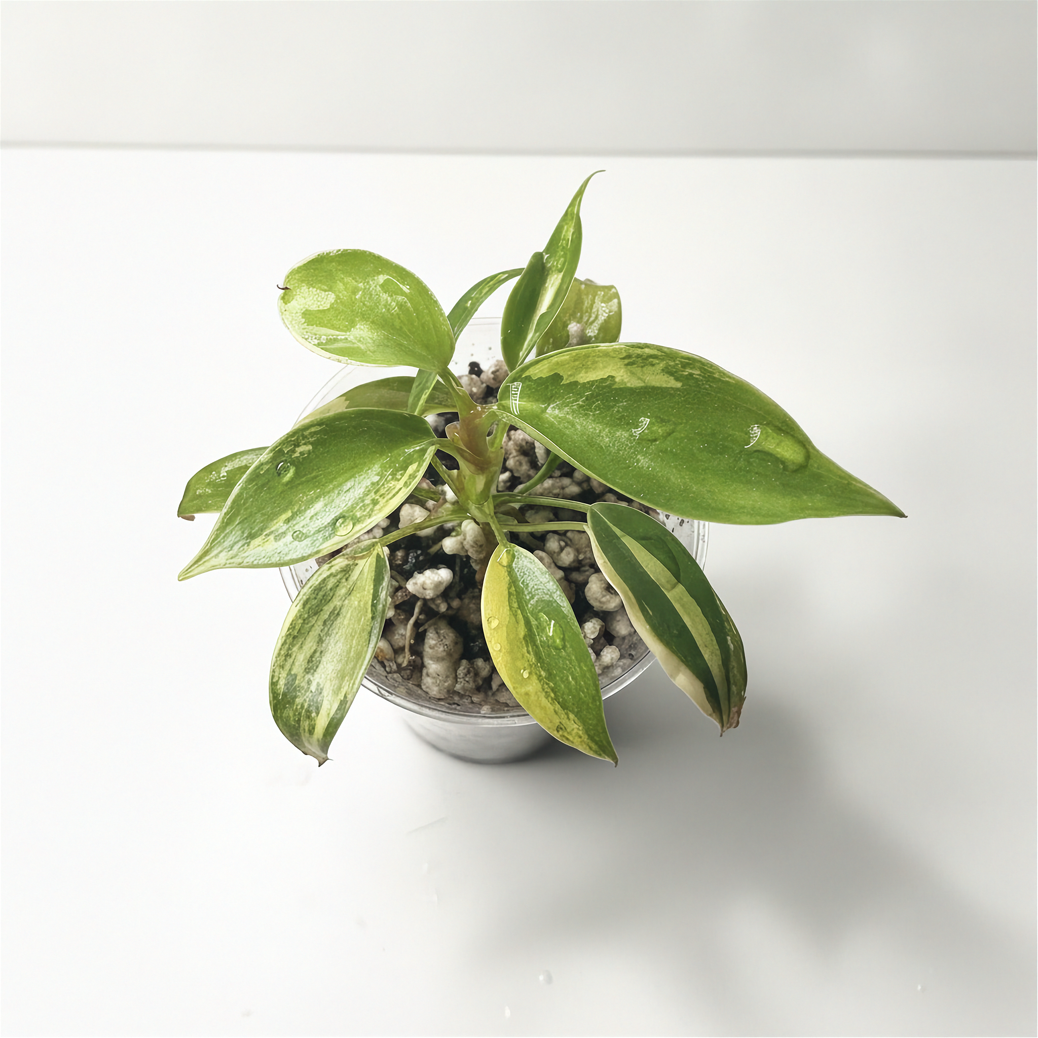 Philodendron Florida Beauty Variegated foliage