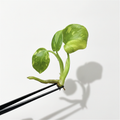 Monstera Electro Light (Pre-Order)