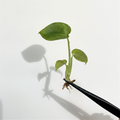 Monstera Devil Monster (Pre-Order) Grade B