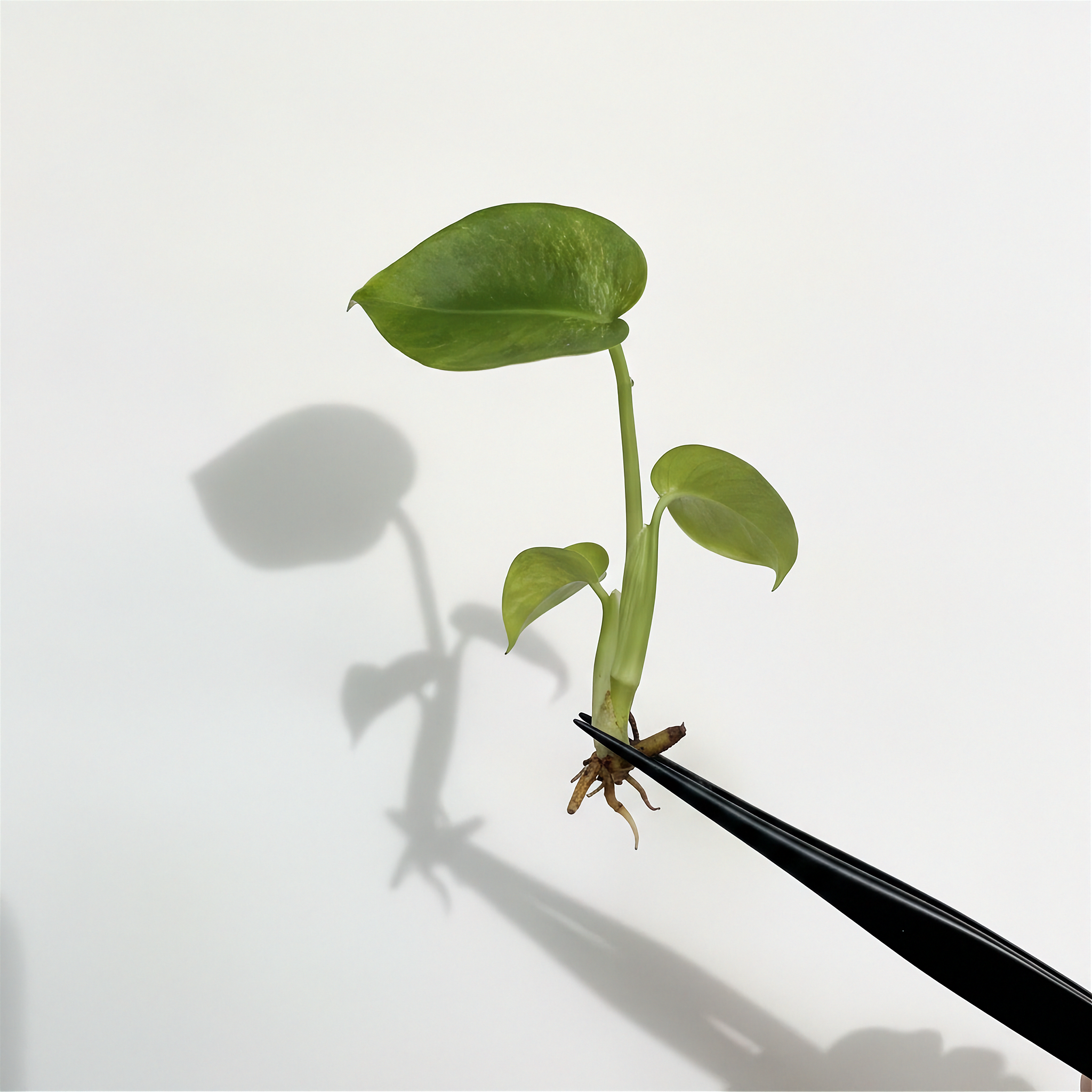 Monstera Devil Monster (Pre-Order) Grade B
