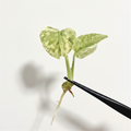 Monstera Legacy (Pre-Order)