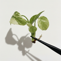 Monstera Electro Light Tri-color