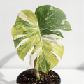 Monstera Electro Light Tri-color (Pre-Order)