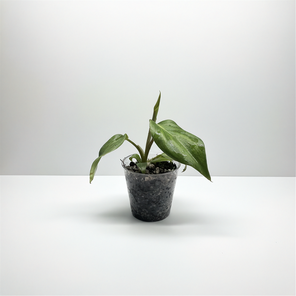 Philodendron McDowell